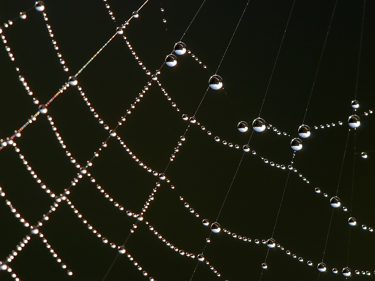 A dense spider web with radiating and connecting strands.